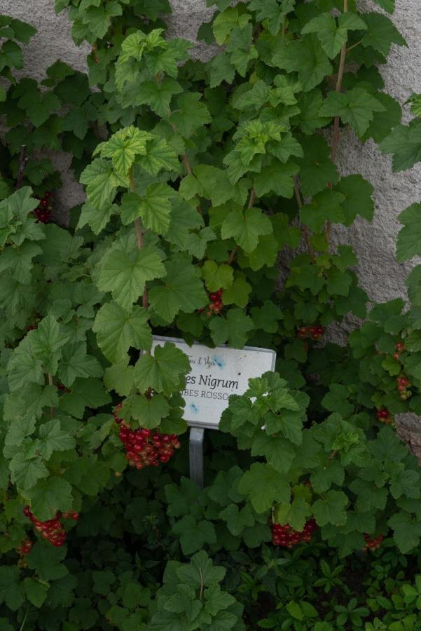 Fiori&Vigne Di Cecilia Marcon Villa Farra di Soligo ภายนอก รูปภาพ